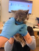 These 5 Newborn Kittens photo