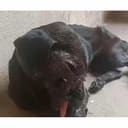 Street dog needs medical help