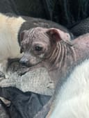 These Eight Lives