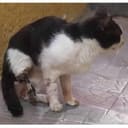 Street cat needs amputation surgery
