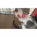 Help street cat with cancer treatments