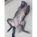Street dog with giant tumor needs surgery