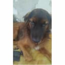 Abandoned with distemper needs rescue