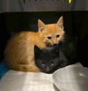 These 30+ Cats & Kittens