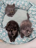These 5 Newborn Kittens