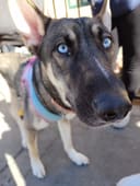 Help Homeless Animals Stay Full and Warm photo