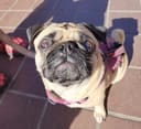 Help Homeless Animals Stay Full and Warm photo