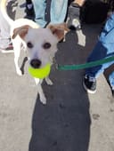 Help Homeless Animals Stay Full and Warm photo
