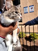 Help Homeless Animals Stay Full and Warm photo