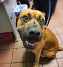 Help Homeless Animals Stay Full and Warm photo