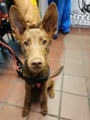 Help Homeless Animals Stay Full and Warm photo