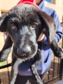 Help Homeless Animals Stay Full and Warm photo