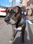 Help Homeless Animals Stay Full and Warm photo