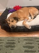 Buddy photo
