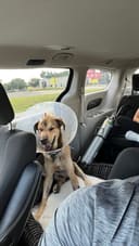 Buddy photo