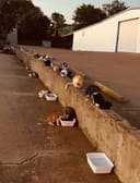 Spay/Neuter and Vet Care photo