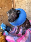 Joy photo