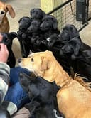 Our Urgent Food Drive photo
