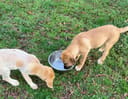Our Urgent Food Drive photo