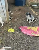 Our Urgent Food Drive photo