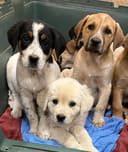 Our Urgent Food Drive photo