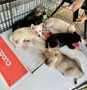 Our Urgent Food Drive photo