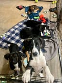 Our Urgent Food Drive photo
