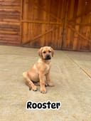 Our Urgent Food Drive photo