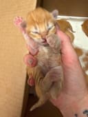 Newborn Kittens photo
