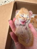 Newborn Kittens photo