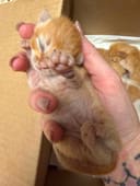 Newborn Kittens photo