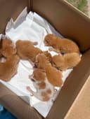 Newborn Kittens photo