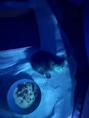 Pru photo