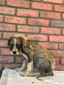 Sofia photo