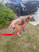 Harley photo