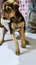 Karuna photo
