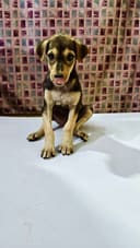 Karuna photo
