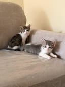 Kitten Surgeries and Supplies photo