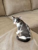 Kitten Surgeries and Supplies photo