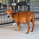These Pregnant Chihuahuas photo