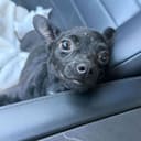 These Pregnant Chihuahuas photo