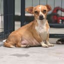 These Pregnant Chihuahuas photo