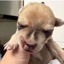 These Pregnant Chihuahuas photo