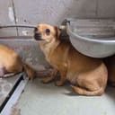 These Pregnant Chihuahuas photo