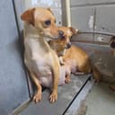 These Pregnant Chihuahuas photo