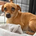 These Pregnant Chihuahuas photo