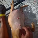 These Pregnant Chihuahuas photo