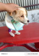 Eliyo photo