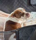 Bella photo