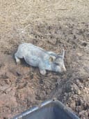 These Pigs photo